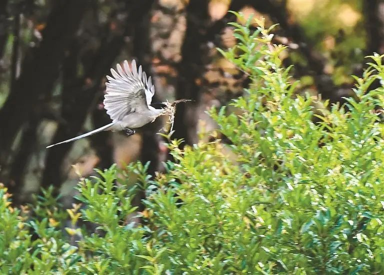 “凌波仙子”现身西安世博园 “凌波仙子”现身西安世博园