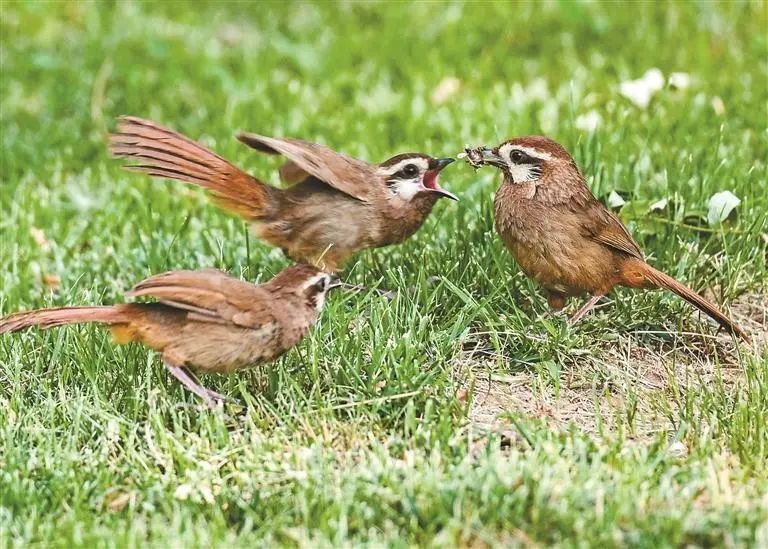 “凌波仙子”现身西安世博园 “凌波仙子”现身西安世博园