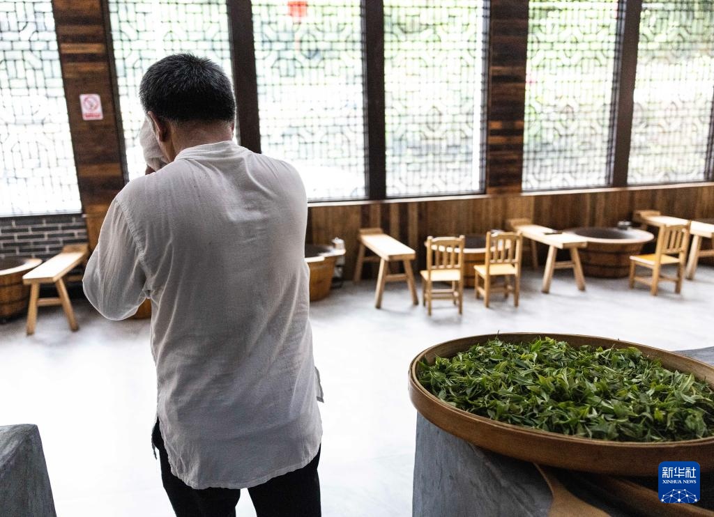 湖南桂东:夏茶采制忙 湖南桂东:夏茶采制忙