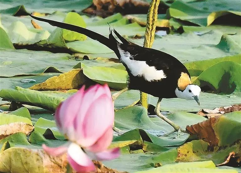 “凌波仙子”现身西安世博园 “凌波仙子”现身西安世博园