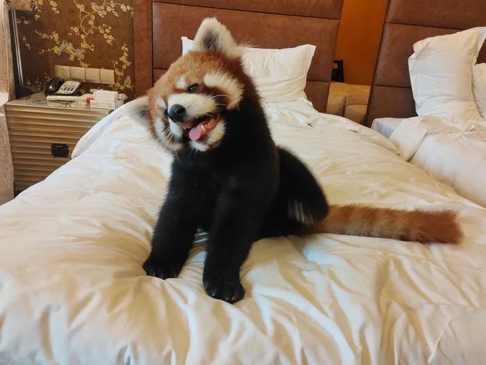 酒店让小熊猫叫早引争议,重庆林业局:已责令停止 酒店让小熊猫叫早引争议,重庆林业局:已责令停止