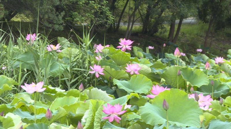 江西永修:百亩荷花绽放 生态美景引人醉 江西永修:百亩荷花绽放 生态美景引人醉