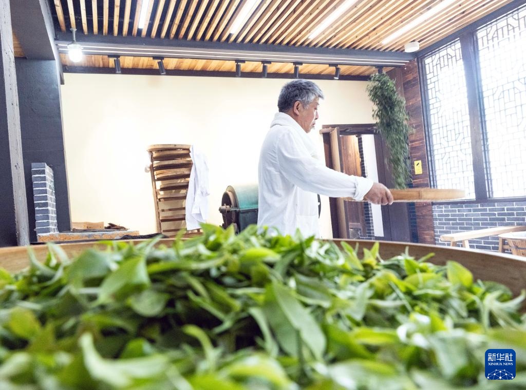 湖南桂东:夏茶采制忙 湖南桂东:夏茶采制忙