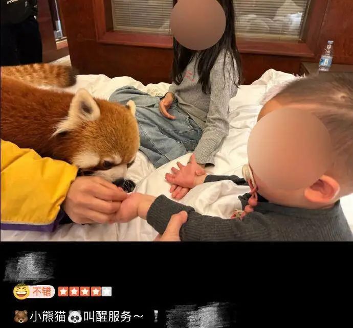 重庆一酒店“小熊猫叫早”服务引争议，当地林业局叫停