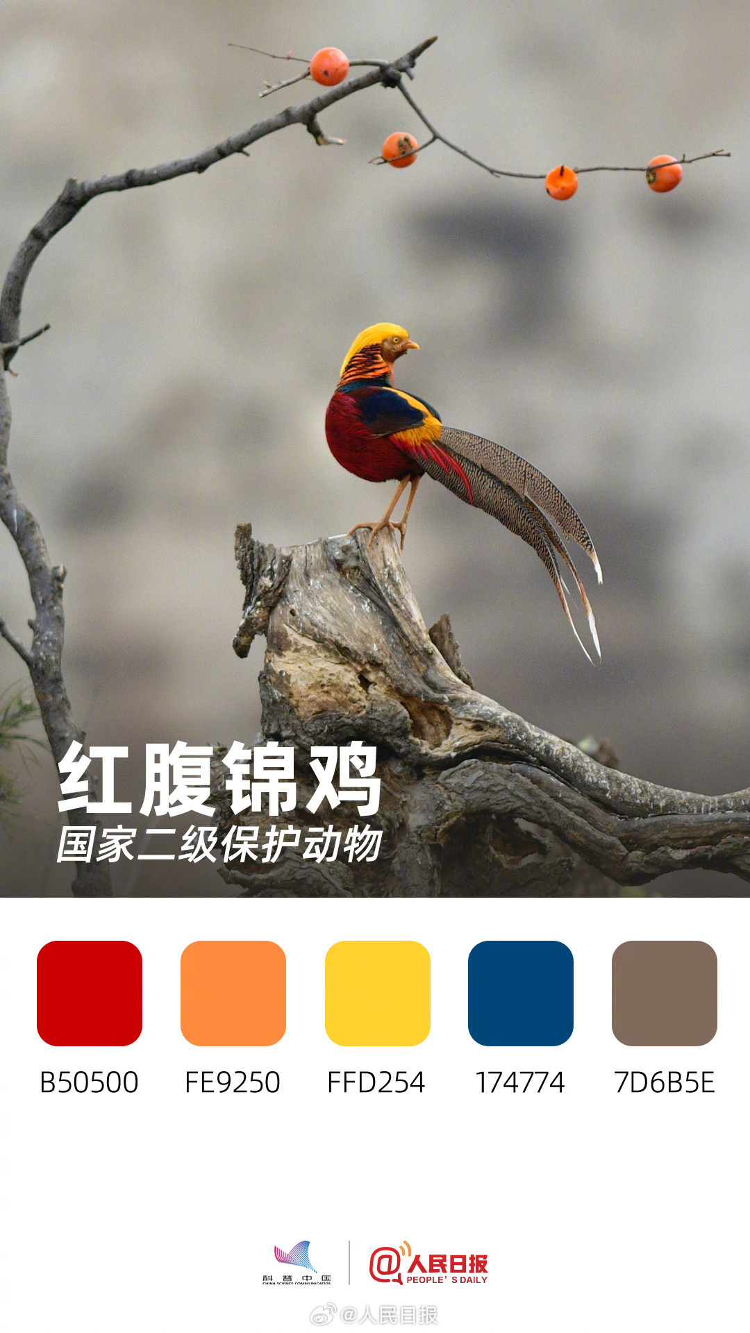 收藏！用色卡方式看多彩的天空精灵