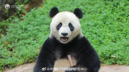 神树坪基地高温国宝热得直喘？大熊猫中心辟谣神树坪高温