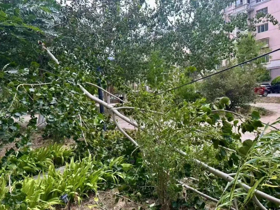 天津:雨下了!树倒了!10级大风!黄色预警! 天津:雨下了!树倒了!10级大风!黄色预警!