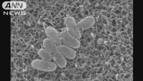 快速蔓延,患者激增!日本全国流行,已有近3万人感染,初期像感冒 快速蔓延,患者激增!日本全国流行,已有近3万人感染,初期像感冒