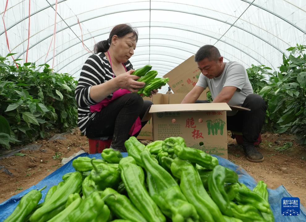 河北卢龙:发展设施农业促农增收 河北卢龙:发展设施农业促农增收
