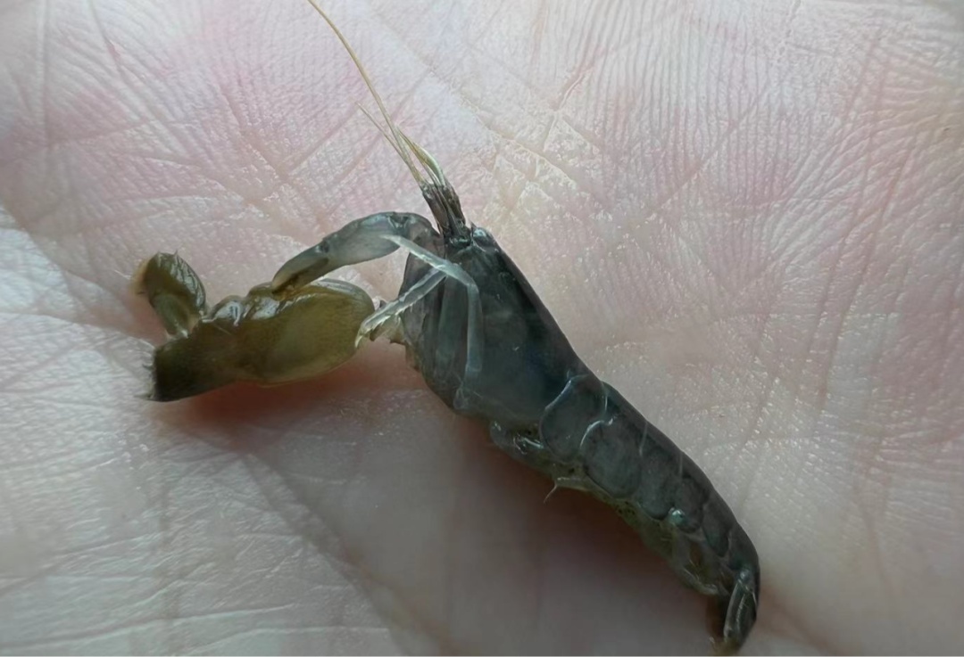 捡海鲜致拇指被击穿?夏天赶海这些生物千万别碰! 捡海鲜致拇指被击穿?夏天赶海这些生物千万别碰!