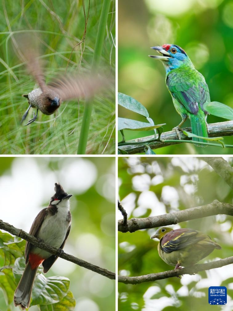 热带雨林里的飞羽精灵和它们的守护者 热带雨林里的飞羽精灵和它们的守护者