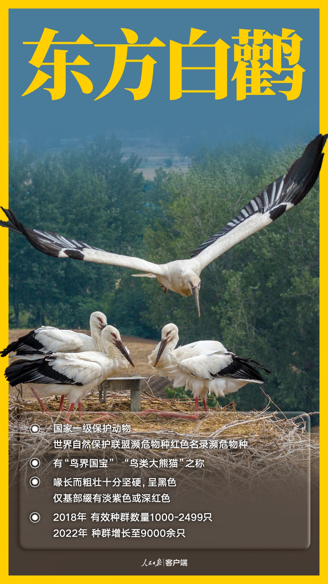 唧唧啾啾，一起认识国家一级保护的野生鸟类