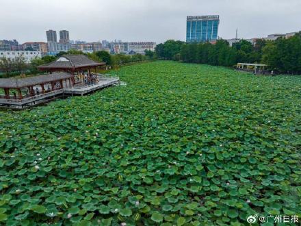 广州4万株夏雨荷绽放 广州4万株夏雨荷绽放