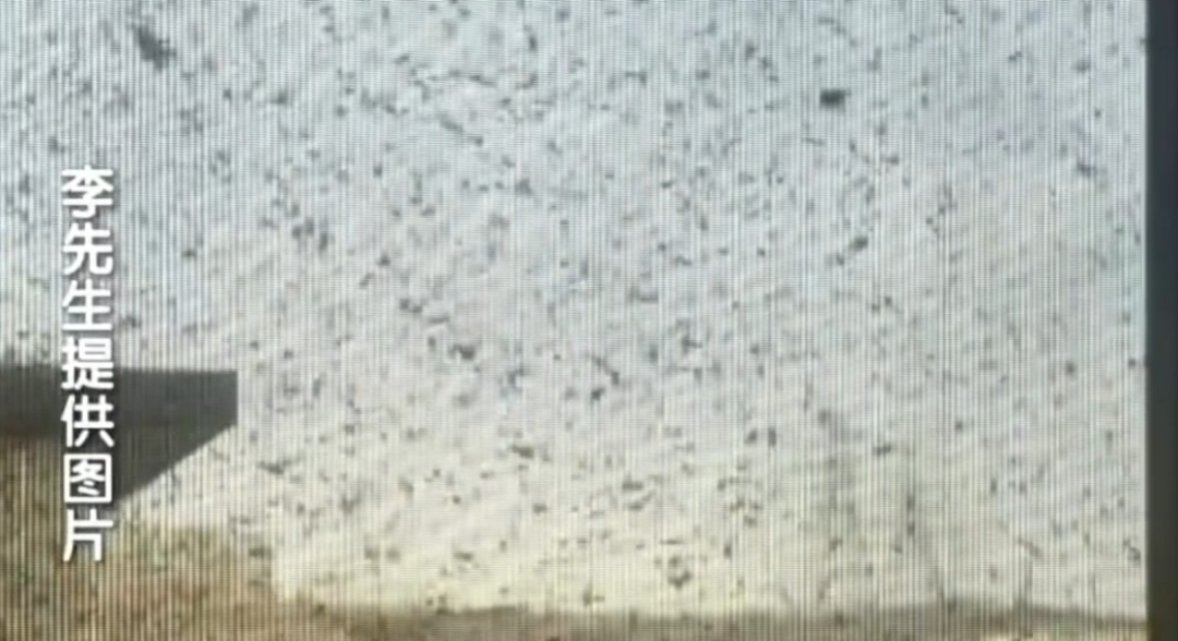 到处黏鸽粪,纱窗常年被鸽毛糊死!北京一住户头顶上竟养了200多只鸽子? 到处黏鸽粪,纱窗常年被鸽毛糊死!北京一住户头顶上竟养了200多只鸽子?