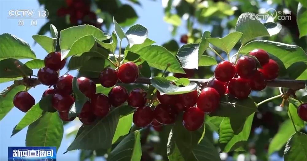 早熟水果抢“鲜”上市“钱”景好 特色产业绘就乡村振兴新画卷 早熟水果抢“鲜”上市“钱”景好 特色产业绘就乡村振兴新画卷