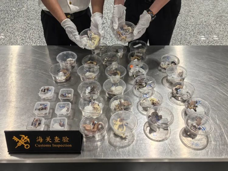 属于外来物种!杭州海关查获活体动物35只,经鉴定全部为睫角守宫 属于外来物种!杭州海关查获活体动物35只,经鉴定全部为睫角守宫