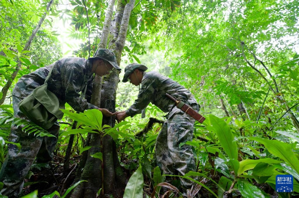热带雨林里的飞羽精灵和它们的守护者 热带雨林里的飞羽精灵和它们的守护者