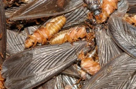 关窗!关窗!破坏力巨大!近期大量出现 关窗!关窗!破坏力巨大!近期大量出现