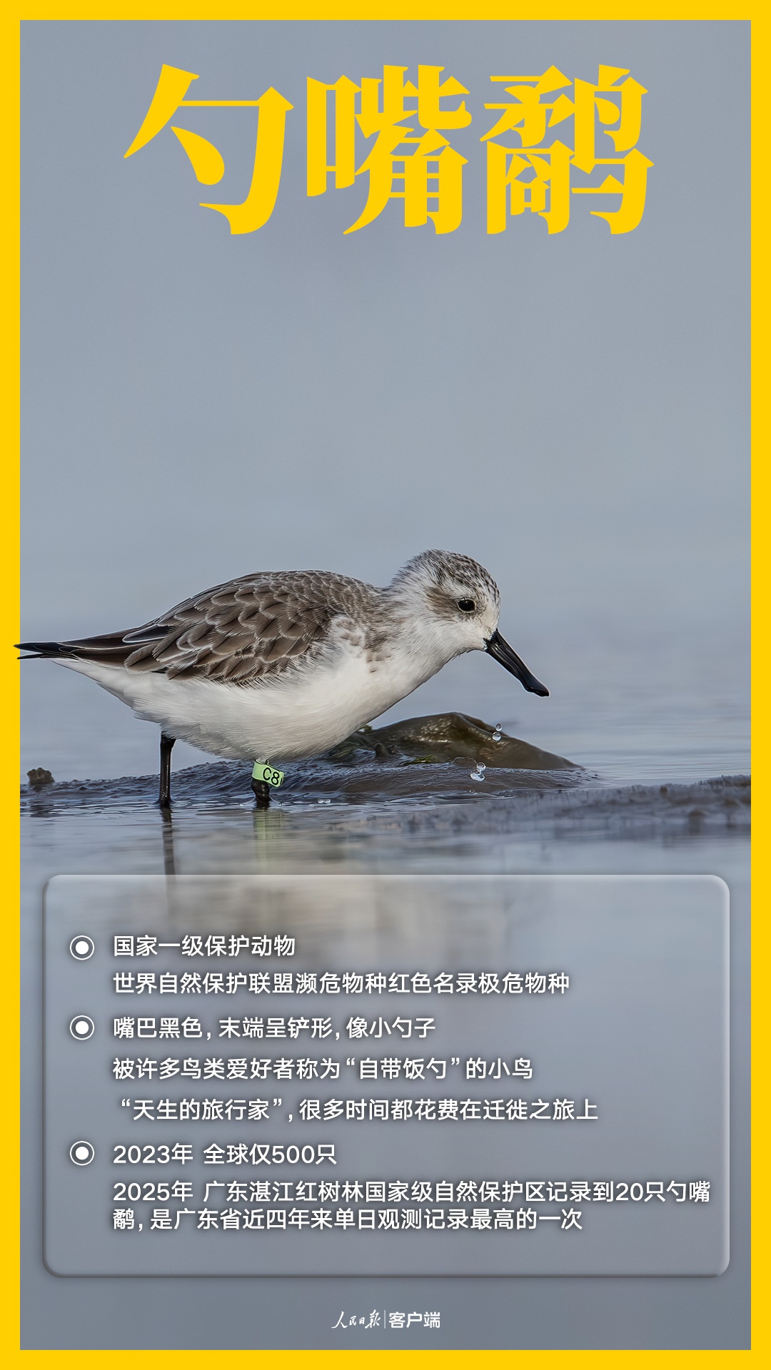 唧唧啾啾，一起认识国家一级保护的野生鸟类