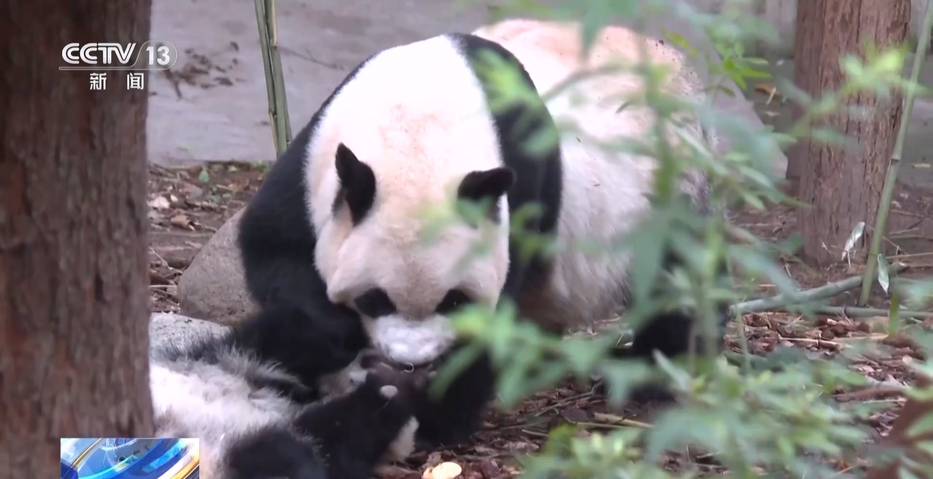 这只新出生的熊猫崽崽也太可爱了吧 这只新出生的熊猫崽崽也太可爱了吧