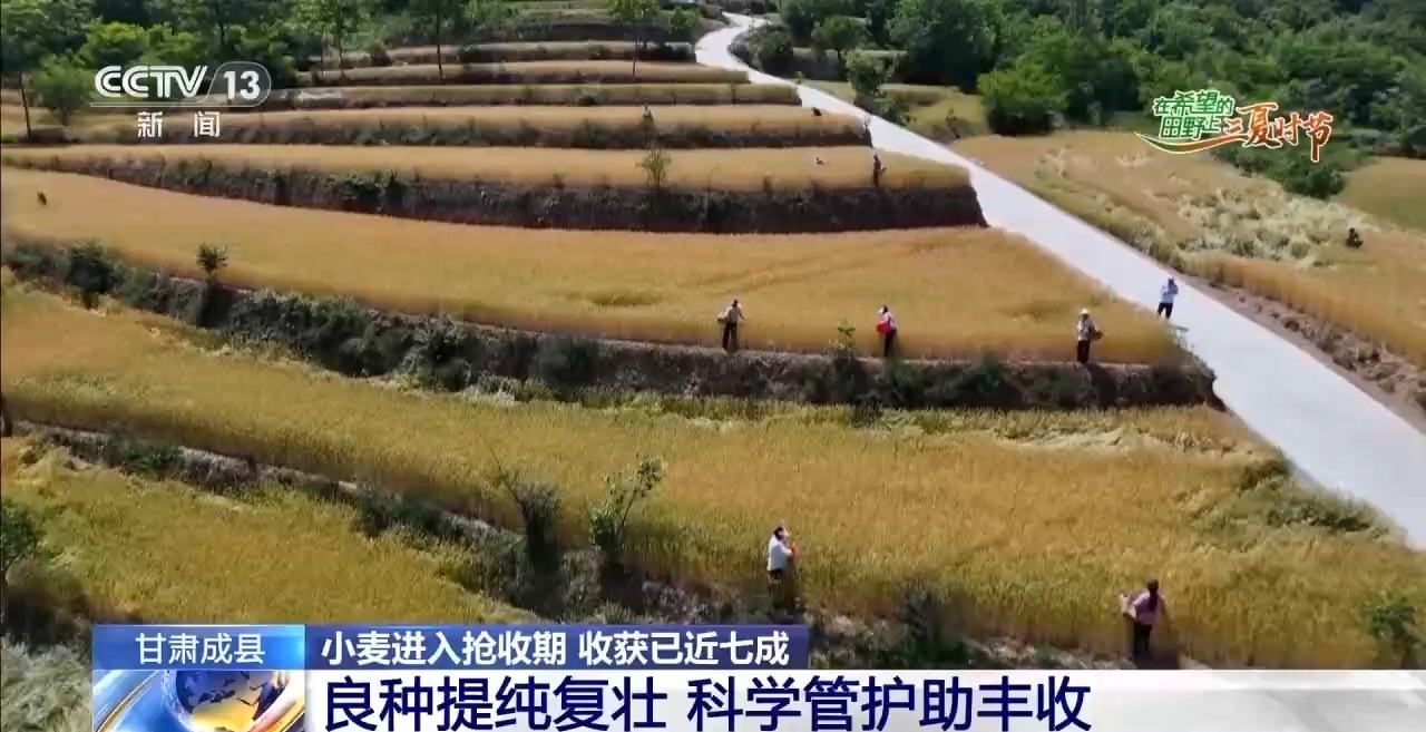 一看二数三称重四“统一” 解锁层层梯田上小麦的丰收密码 一看二数三称重四“统一” 解锁层层梯田上小麦的丰收密码