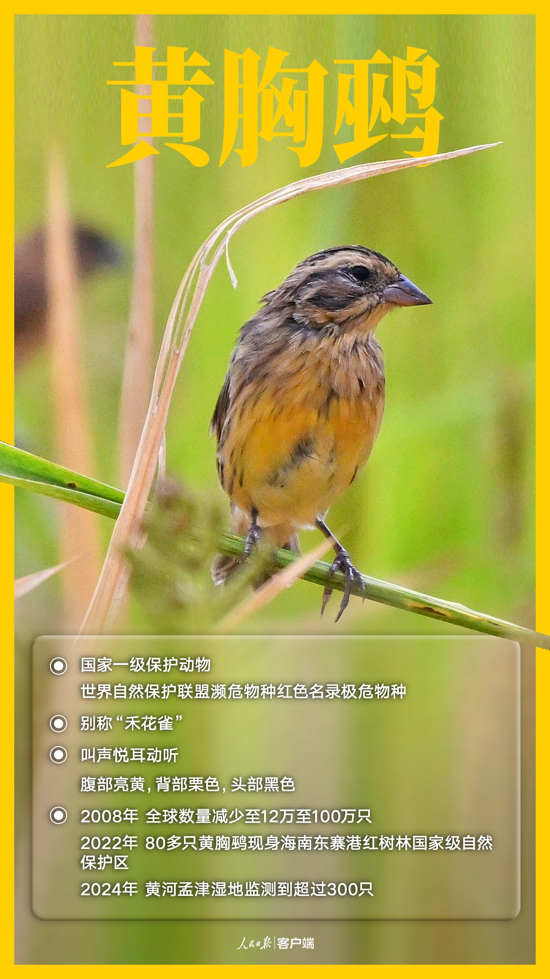 唧唧啾啾，一起认识国家一级保护的野生鸟类