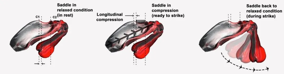 捡海鲜致拇指被击穿?夏天赶海这些生物千万别碰! 捡海鲜致拇指被击穿?夏天赶海这些生物千万别碰!