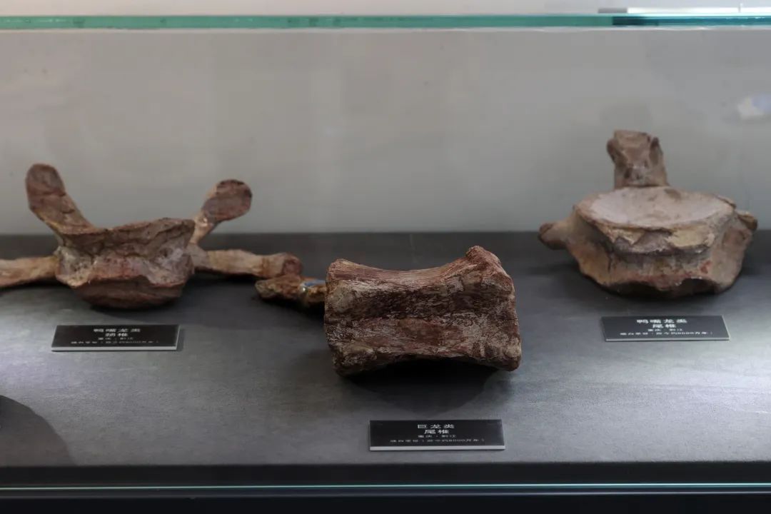 全国罕见!侏罗纪+白垩纪恐龙化石群,重庆同时拥有了! 全国罕见!侏罗纪+白垩纪恐龙化石群,重庆同时拥有了!