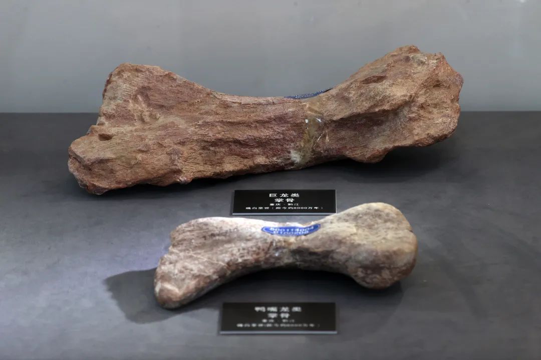 全国罕见!侏罗纪+白垩纪恐龙化石群,重庆同时拥有了! 全国罕见!侏罗纪+白垩纪恐龙化石群,重庆同时拥有了!