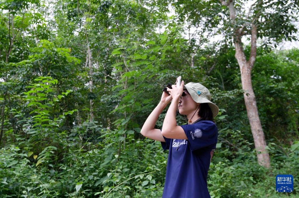 热带雨林里的飞羽精灵和它们的守护者 热带雨林里的飞羽精灵和它们的守护者