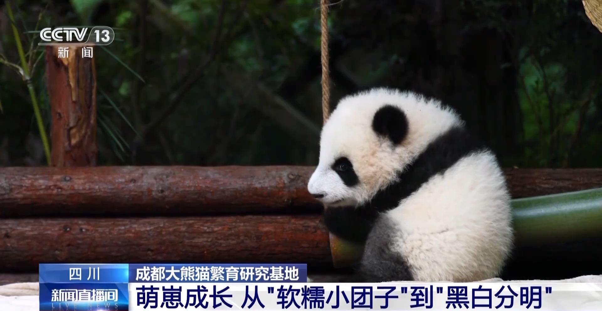 这只新出生的熊猫崽崽也太可爱了吧 这只新出生的熊猫崽崽也太可爱了吧