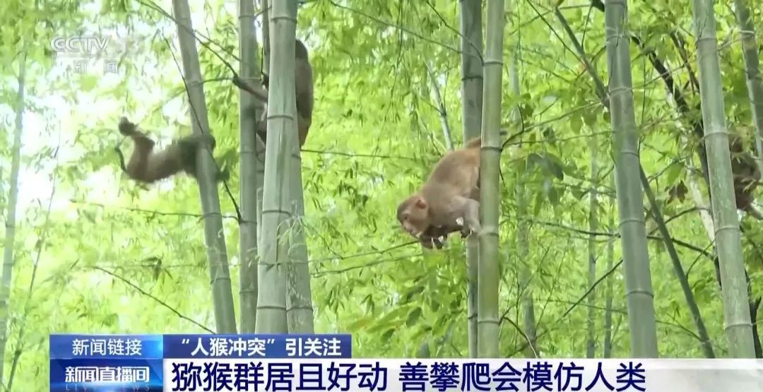 景区“月均6万元收编泼猴”引关注“人猴冲突”如何解决？