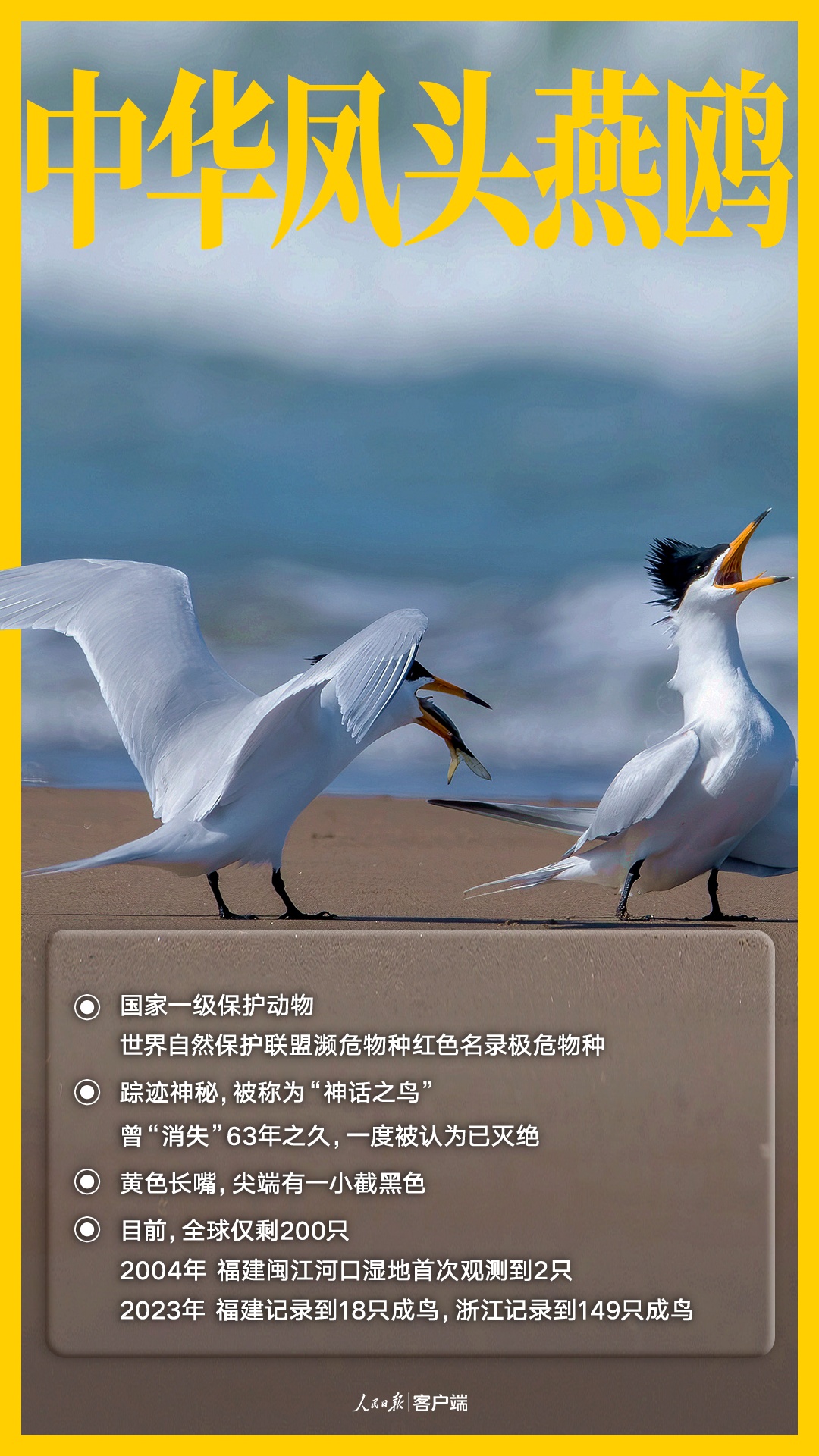 唧唧啾啾，一起认识国家一级保护的野生鸟类