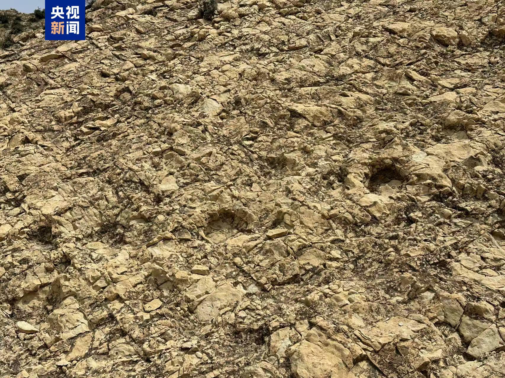首次记录 宁夏中部发现蜥脚类恐龙大面积足迹群 首次记录 宁夏中部发现蜥脚类恐龙大面积足迹群