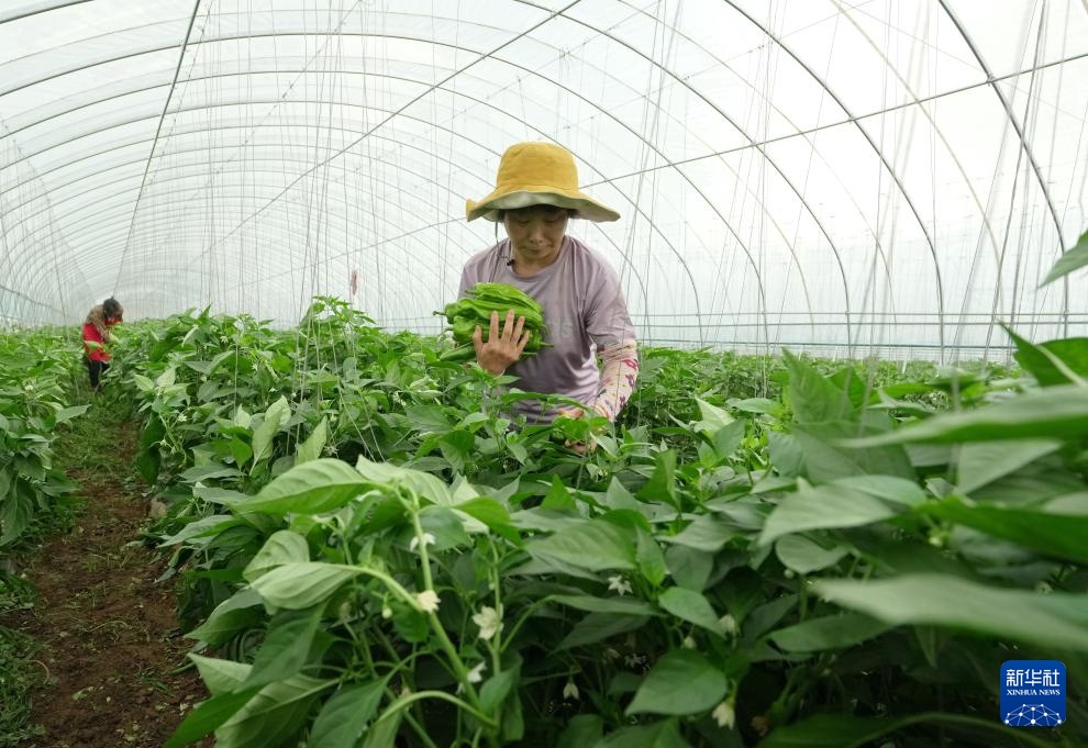 河北卢龙:发展设施农业促农增收 河北卢龙:发展设施农业促农增收