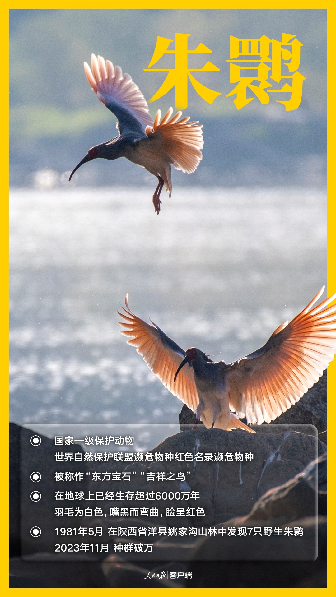 唧唧啾啾，一起认识国家一级保护的野生鸟类