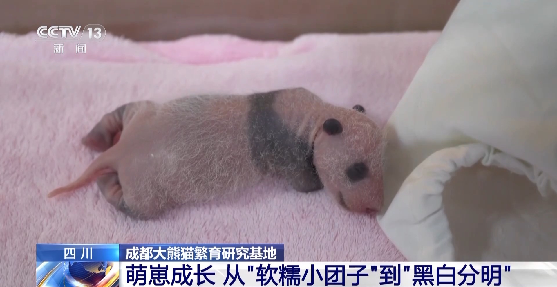 这只新出生的熊猫崽崽也太可爱了吧 这只新出生的熊猫崽崽也太可爱了吧