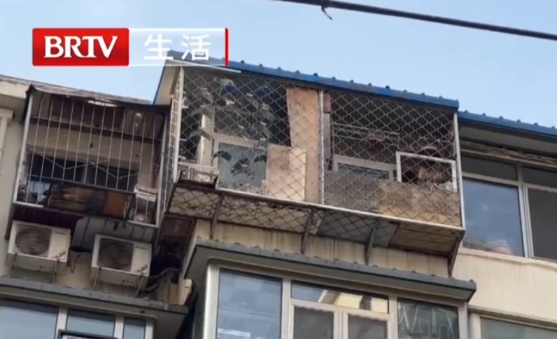 到处黏鸽粪,纱窗常年被鸽毛糊死!北京一住户头顶上竟养了200多只鸽子? 到处黏鸽粪,纱窗常年被鸽毛糊死!北京一住户头顶上竟养了200多只鸽子?