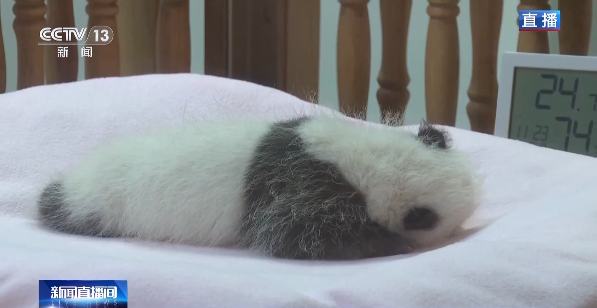 这只新出生的熊猫崽崽也太可爱了吧 这只新出生的熊猫崽崽也太可爱了吧