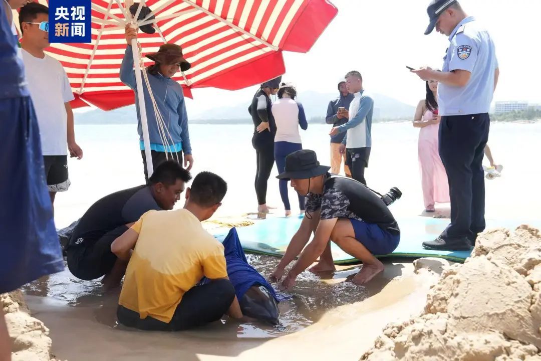 海南万宁一天内发现两头搁浅海豚,多方力量紧急救助 海南万宁一天内发现两头搁浅海豚,多方力量紧急救助
