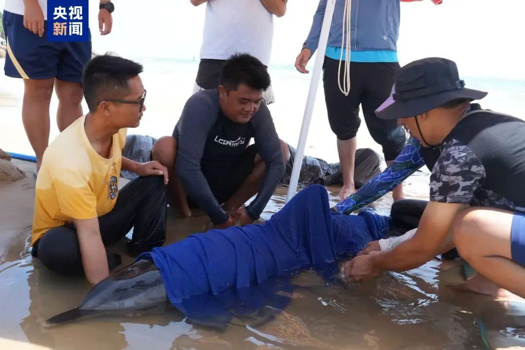 海南万宁一天内发现两头搁浅海豚,多方力量紧急救助 海南万宁一天内发现两头搁浅海豚,多方力量紧急救助