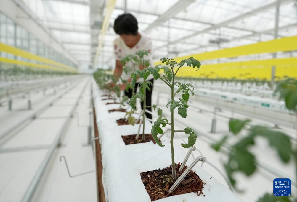 河北卢龙:发展设施农业促农增收 河北卢龙:发展设施农业促农增收