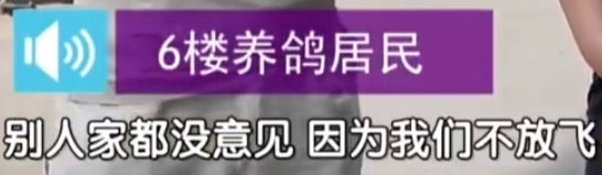 到处黏鸽粪,纱窗常年被鸽毛糊死!北京一住户头顶上竟养了200多只鸽子? 到处黏鸽粪,纱窗常年被鸽毛糊死!北京一住户头顶上竟养了200多只鸽子?