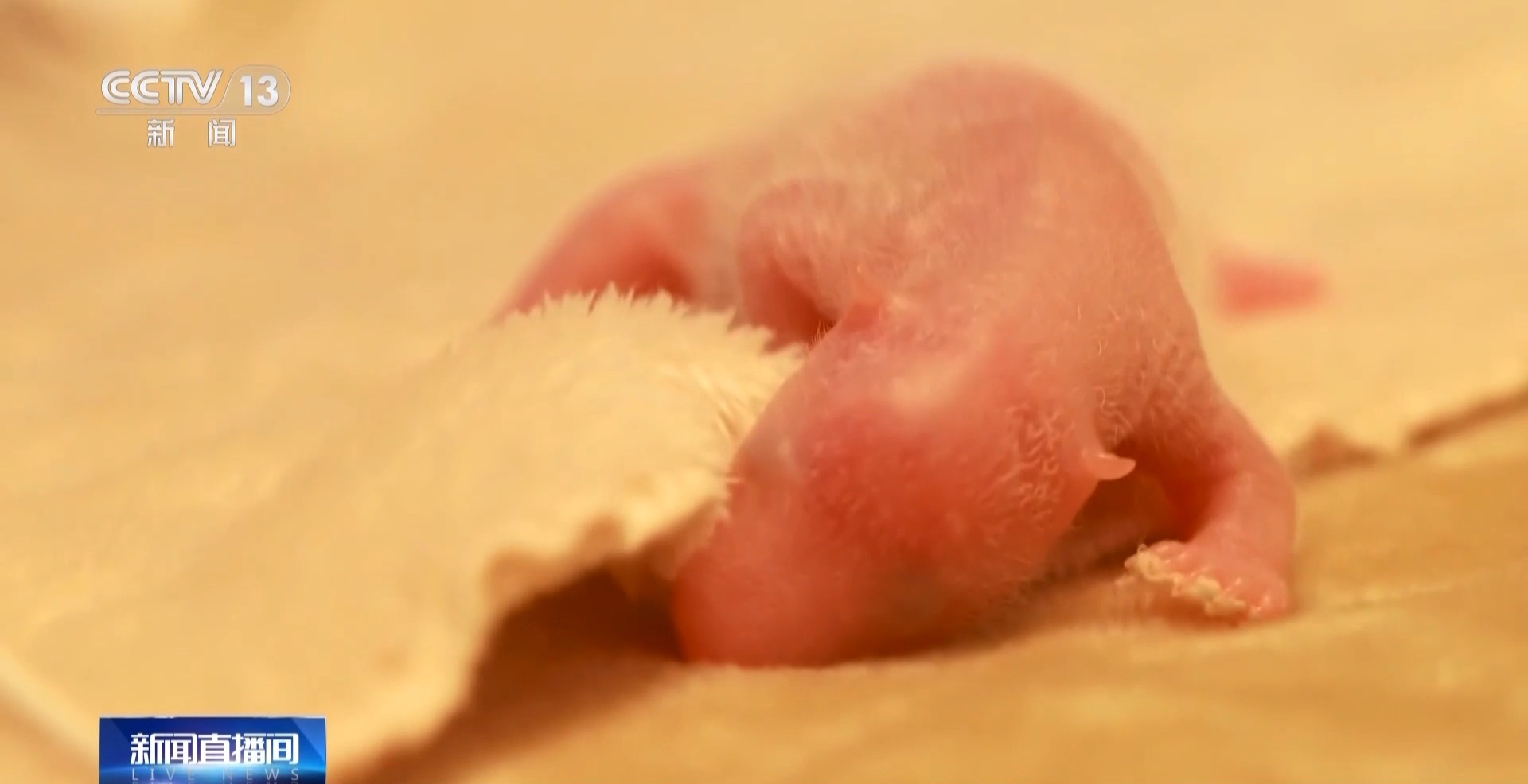 这只新出生的熊猫崽崽也太可爱了吧 这只新出生的熊猫崽崽也太可爱了吧