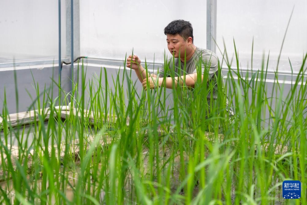 用科技守护黑土稻香——探访中国水稻研究所北方水稻研究中心 用科技守护黑土稻香——探访中国水稻研究所北方水稻研究中心