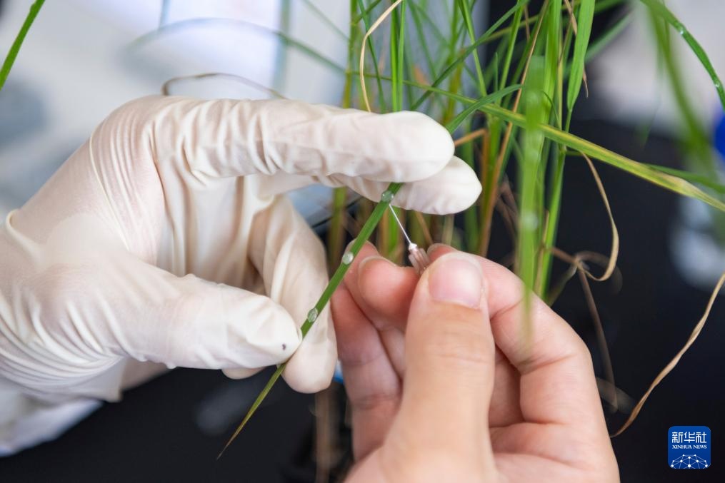 用科技守护黑土稻香——探访中国水稻研究所北方水稻研究中心 用科技守护黑土稻香——探访中国水稻研究所北方水稻研究中心