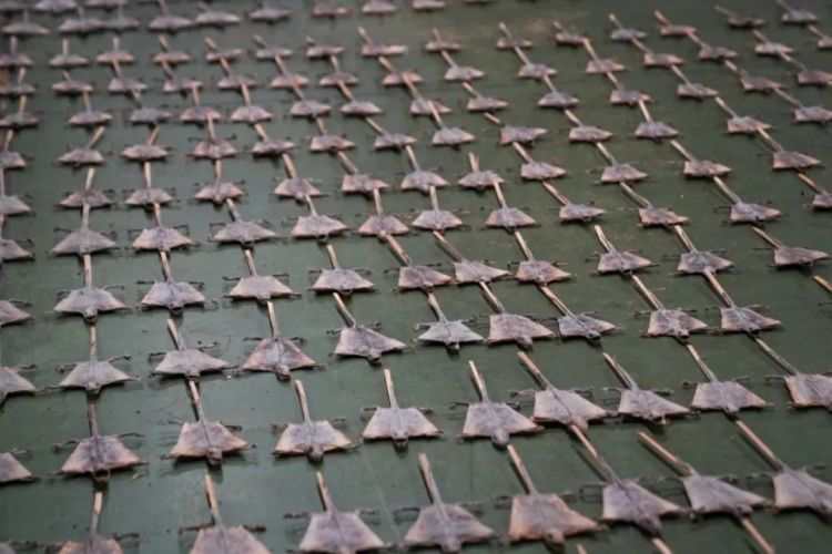 4131件濒危大壁虎制品被查获,铺满一地 4131件濒危大壁虎制品被查获,铺满一地