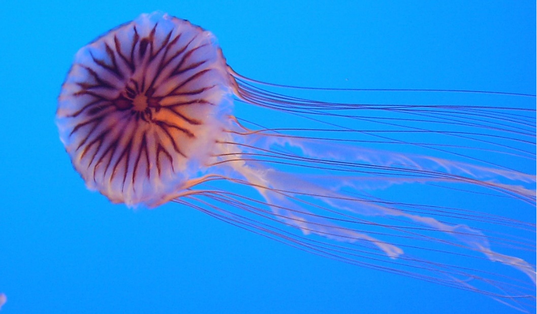 捡海鲜致拇指被击穿?夏天赶海这些生物千万别碰! 捡海鲜致拇指被击穿?夏天赶海这些生物千万别碰!