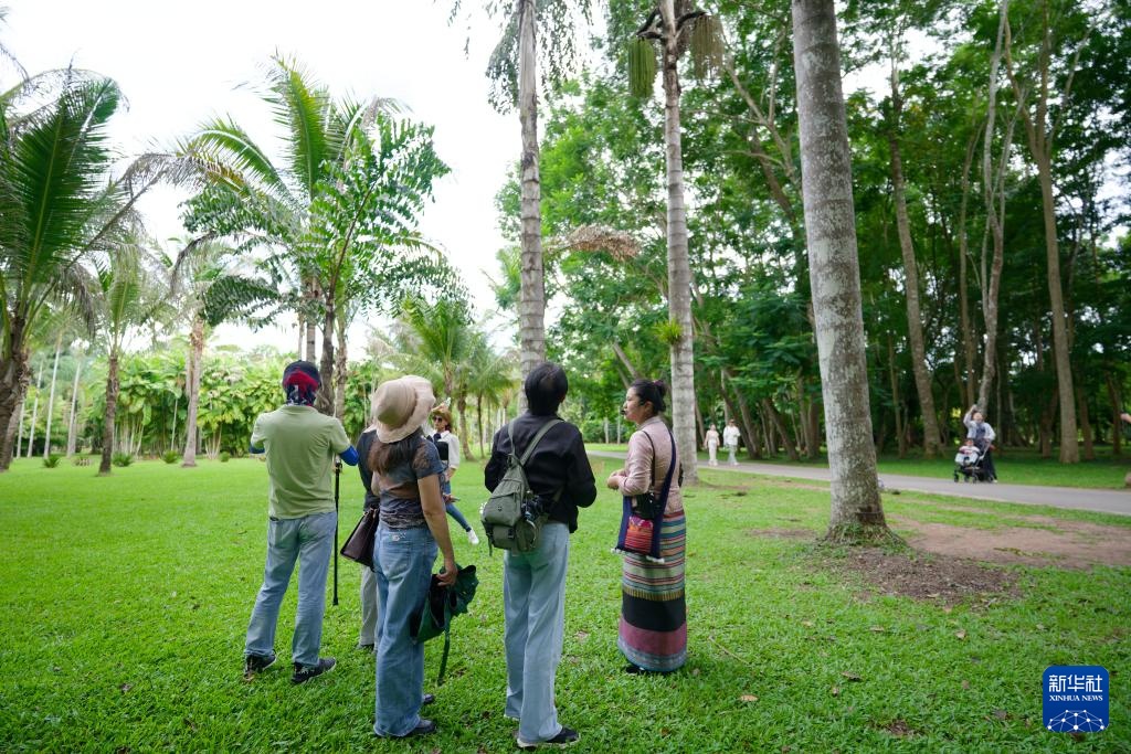热带雨林里的飞羽精灵和它们的守护者 热带雨林里的飞羽精灵和它们的守护者