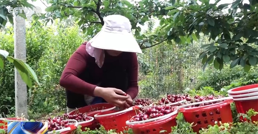 早熟水果抢“鲜”上市“钱”景好 特色产业绘就乡村振兴新画卷 早熟水果抢“鲜”上市“钱”景好 特色产业绘就乡村振兴新画卷